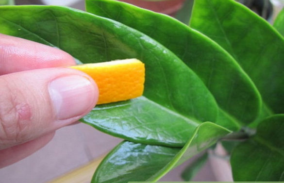 House Plants and orange peel