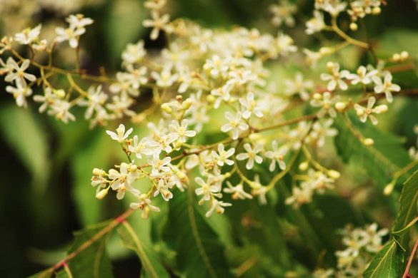 Neem Oil To Protect Your Plants