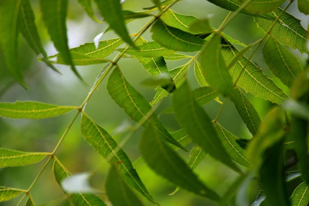 Reasons You Need Neem Oil