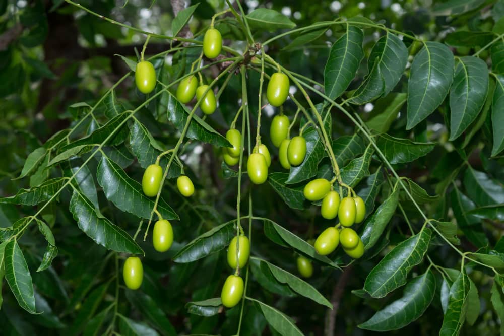 nimtree indian lilac benefits